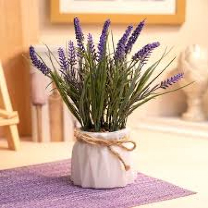 Лаванда в Петропавловске