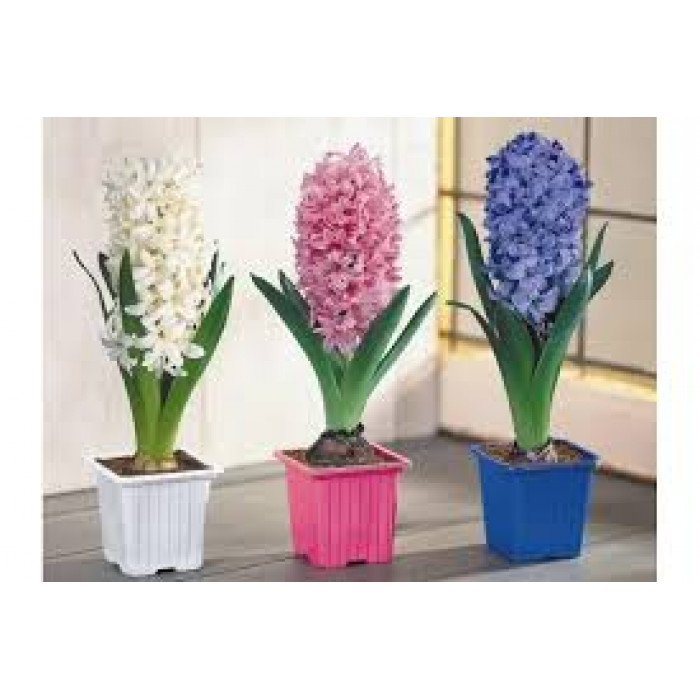 Гиацинты в Петропавловске