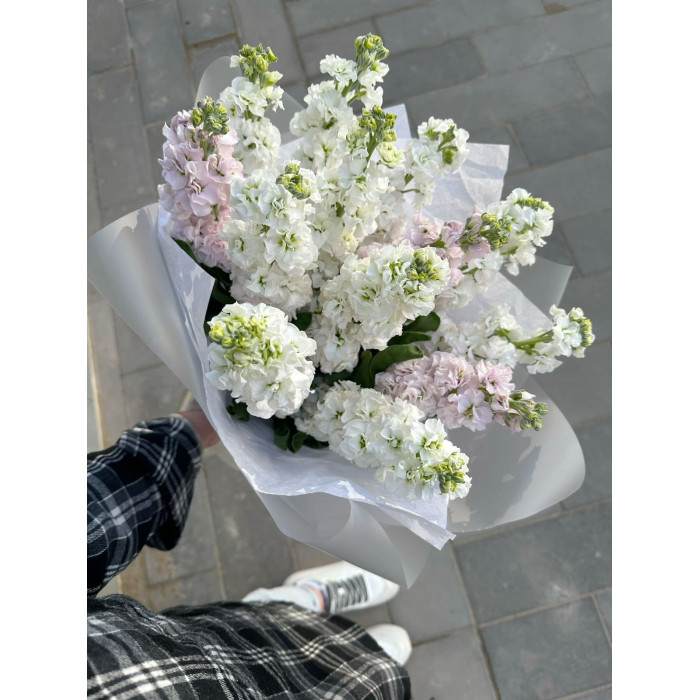 Маттиола в Петропавловске