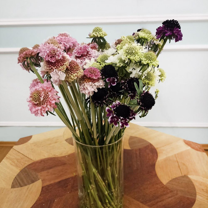 Скобиоза в Петропавловске