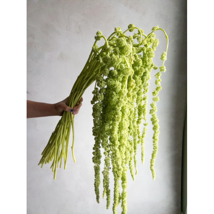 Амарантус в Петропавловске