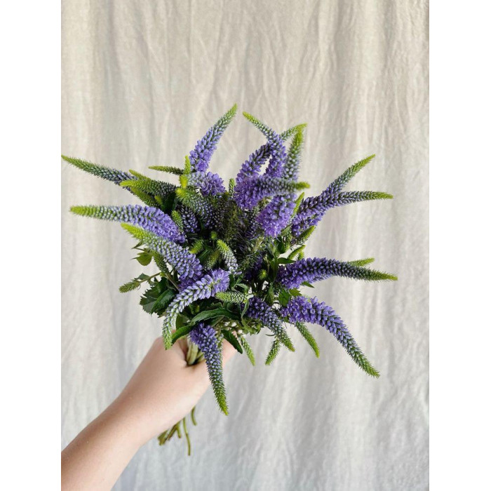 Вероника в Петропавловске