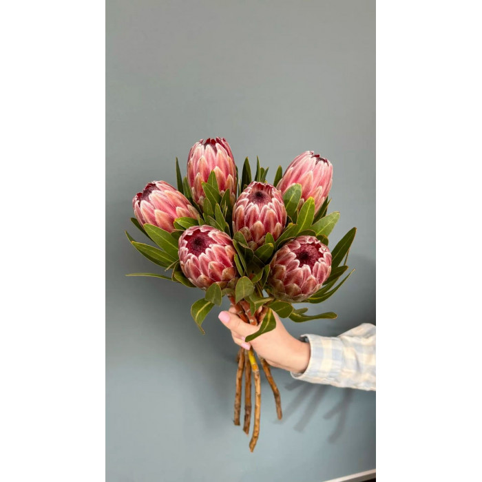 Протея в Петропавловске