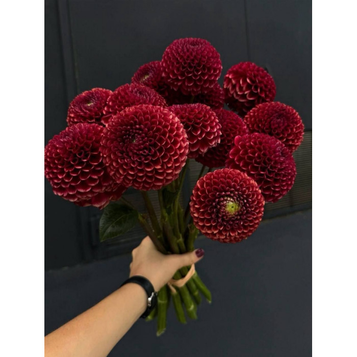 Георгины в Петропавловске