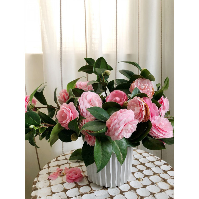 Камелия в Петропавловске