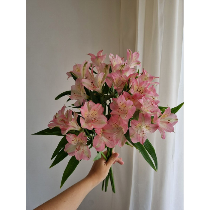 Альпиния в Петропавловске