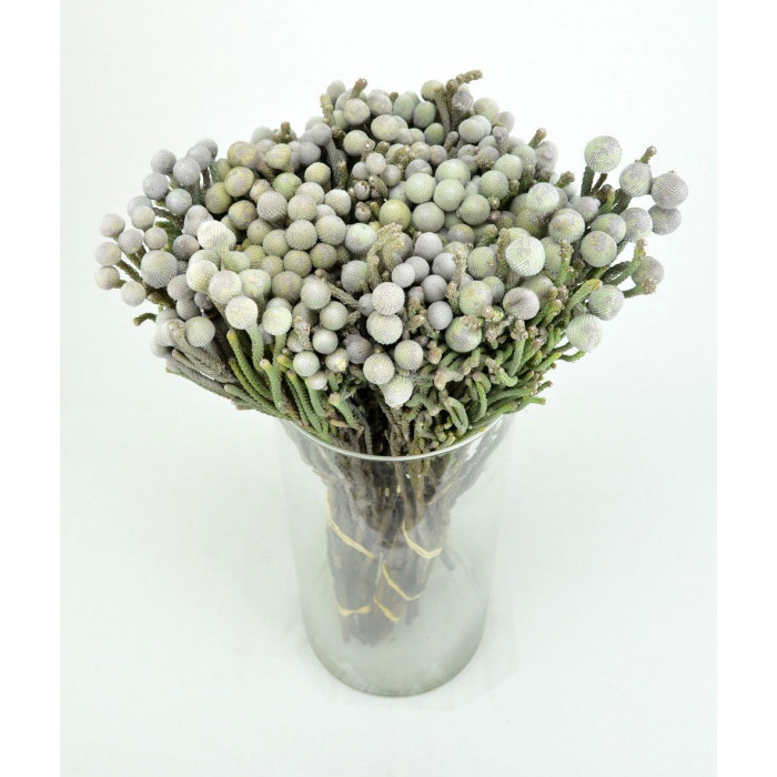 Бруния в Петропавловске