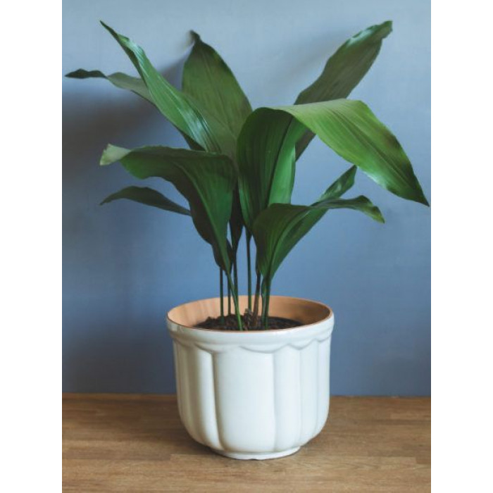 Аспидистра в Петропавловске