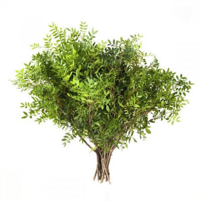 Писташ в Петропавловске