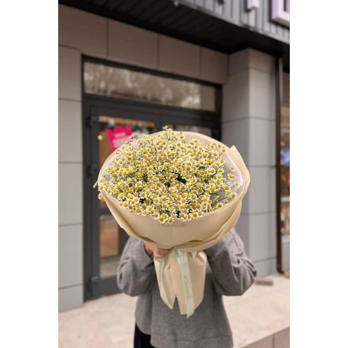 Танацетум в Петропавловске