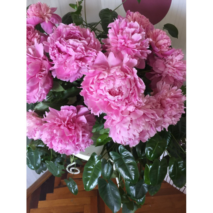 Пион древовидный в Петропавловске