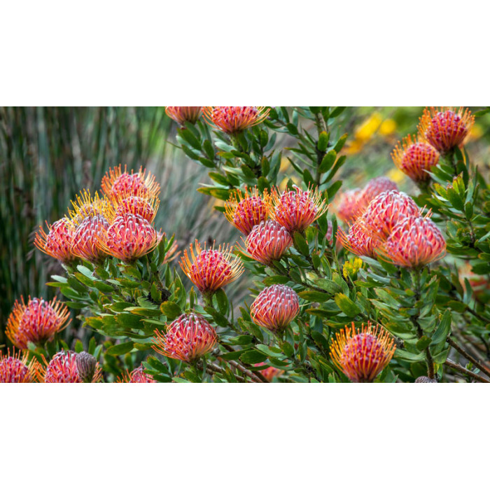 Леукоспермум в Петропавловске