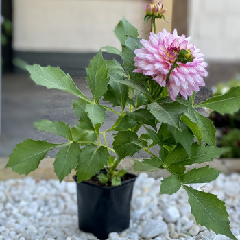 Розовый георгин Розовый георгин