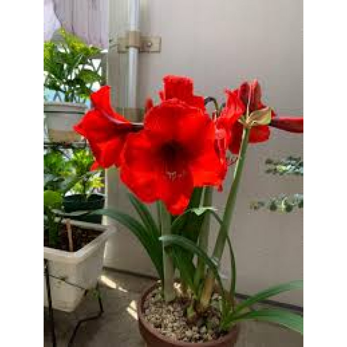 Амариллис в Петропавловске