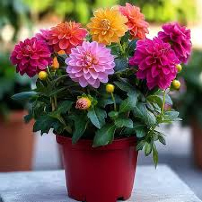 Георгины в Петропавловске