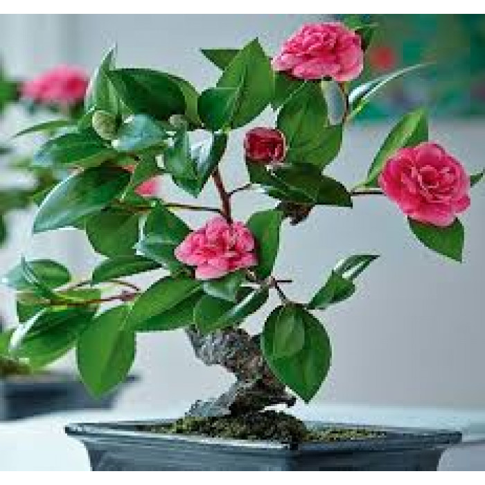 Камелия в Петропавловске