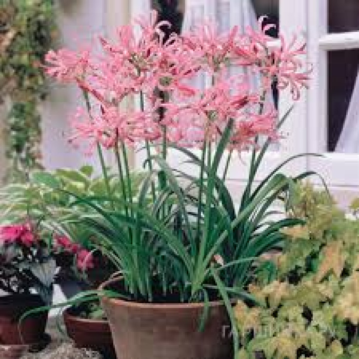 Нерине в Петропавловске