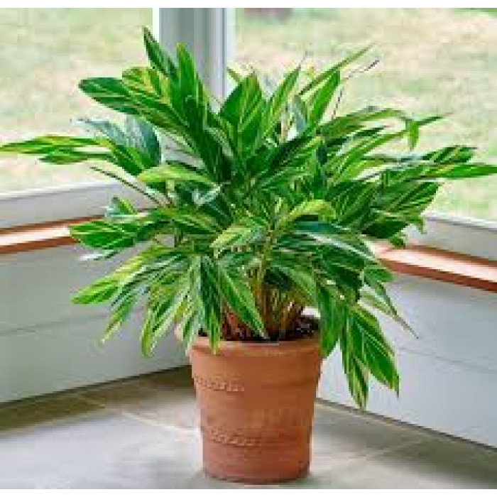 Альпиния в Петропавловске