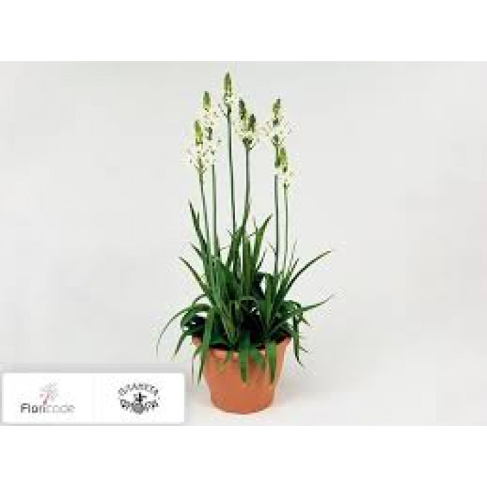 Орнитогалум в Петропавловске