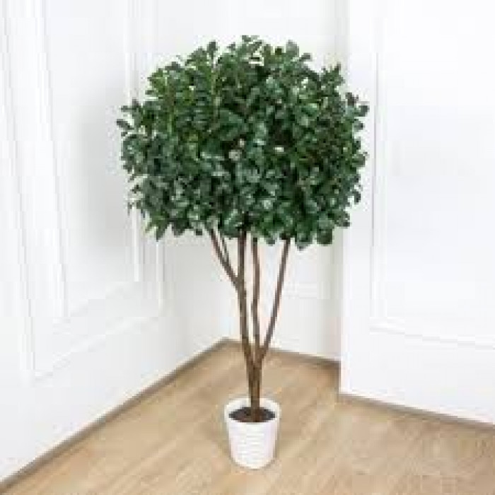 Рускус в Петропавловске